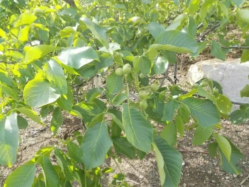 中力好会员:我们是冠军之核桃全产业链冠军---